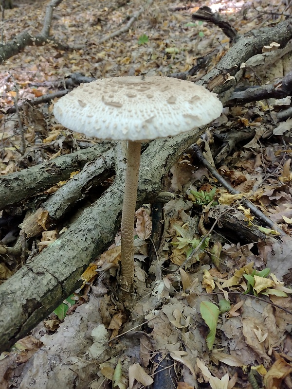 bedľa vysoká Macrolepiota procera (Scop.) Singer