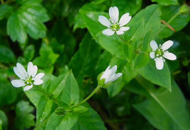 mäkkuľa vodná Myosoton aquaticum (L.) Moench