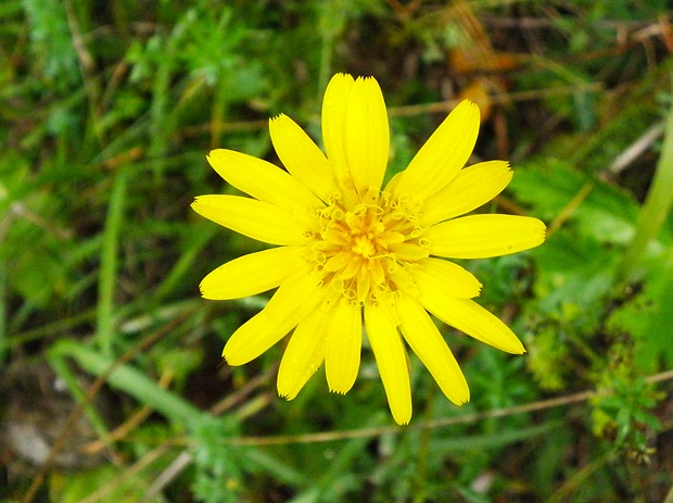 hadomor nízky Scorzonera humilis L.