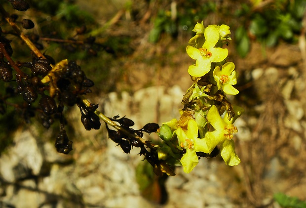 divozel švábový Verbascum blattaria L.