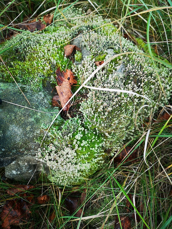 cladonia