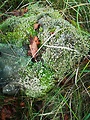 cladonia