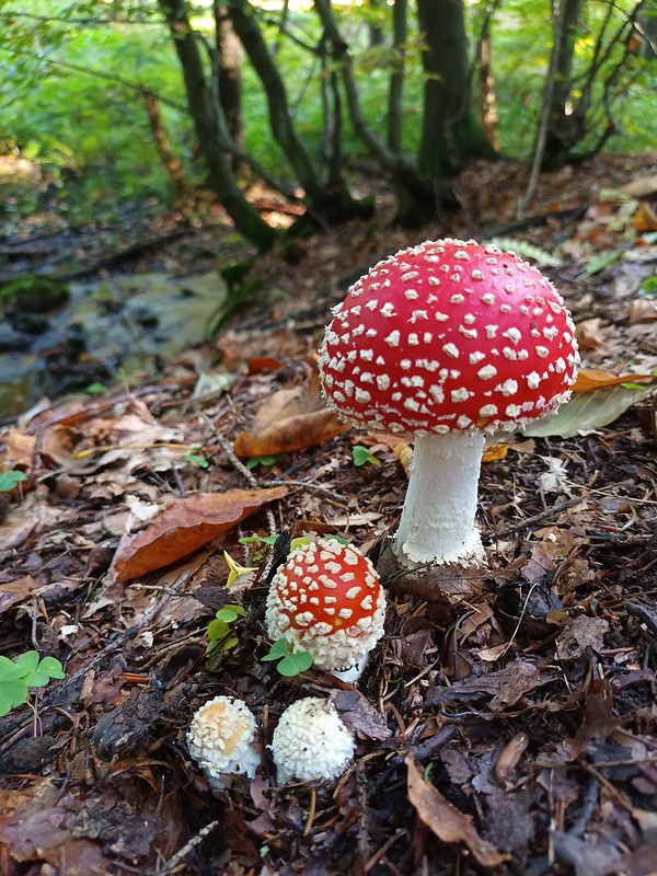 muchotrávka červená Amanita muscaria (L.) Lam.