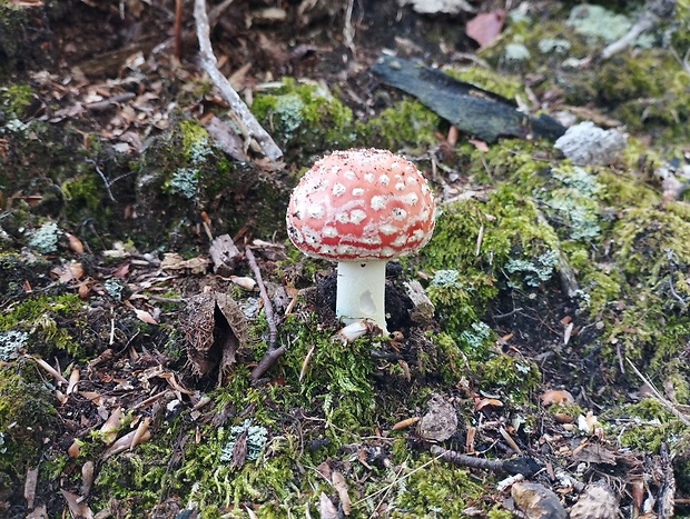 muchotrávka červená Amanita muscaria (L.) Lam.