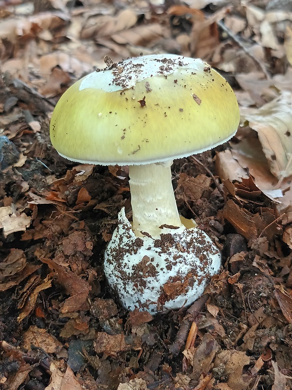 muchotrávka zelená Amanita phalloides (Vaill. ex Fr.) Link