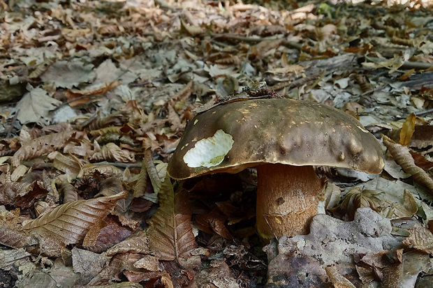 hríb bronzový Boletus aereus Bull. ex Fr.