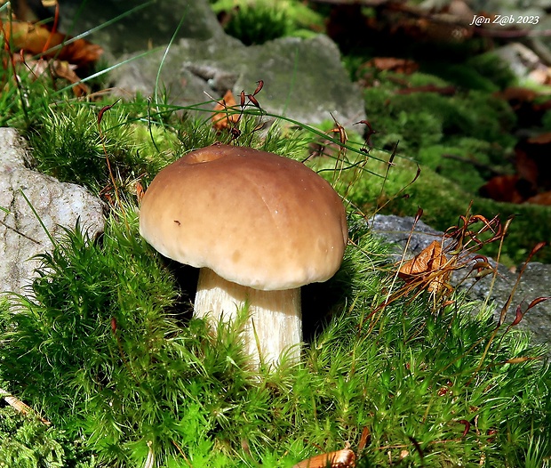 hríb smrekový Boletus edulis Bull.