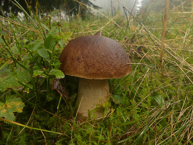 hríb smrekový Boletus edulis Bull.