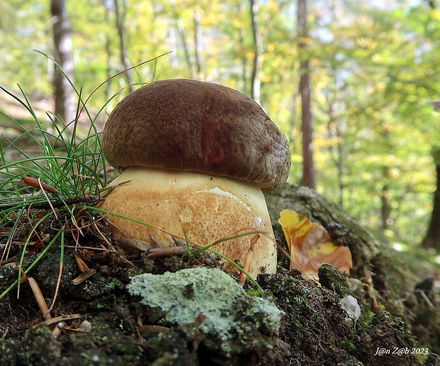 hríb sosnový Boletus pinophilus Pil. et Dermek in Pil.