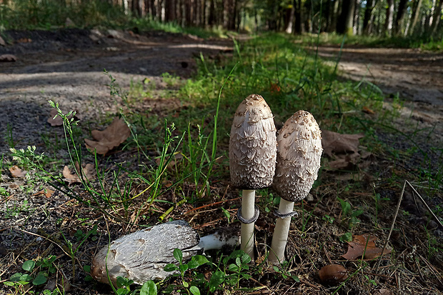 hnojník obyčajný Coprinus comatus (O.F. Müll.) Pers.