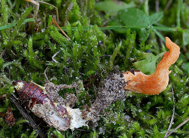 žezlovka hmyzová Cordyceps militaris (Fr.) Link