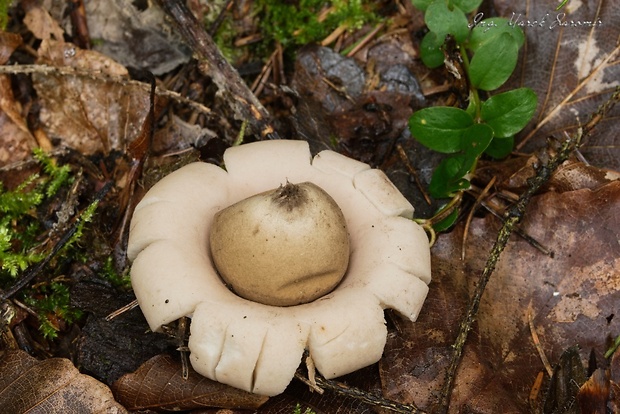 hviezdovka strapkatá Geastrum fimbriatum Fr.