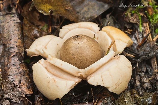 hviezdovka trojitá Geastrum triplex Jungh.