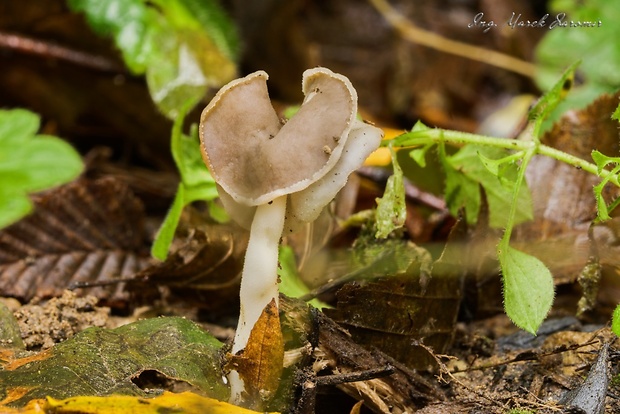 chriapač sedlovitý Helvella ephippium Lév.