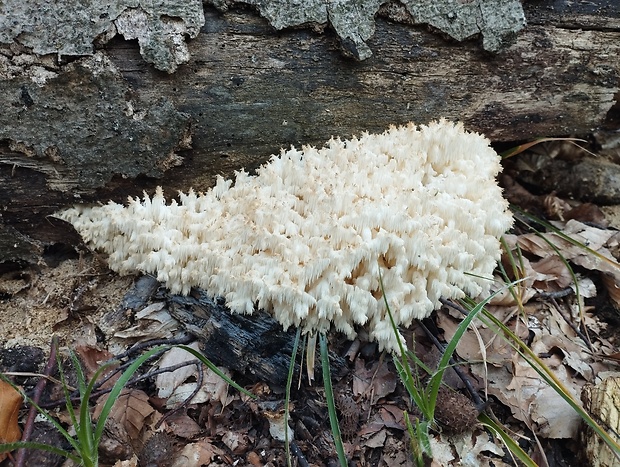 koralovec bukový Hericium coralloides (Scop.) Pers.