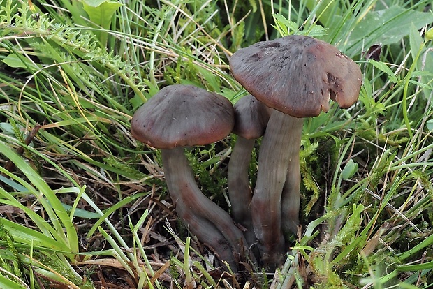 lúčnica ovčia Hygrocybe ovina (Bull.) Kühner