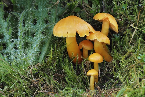 lúčnica páchnuca Hygrocybe quieta (Kühner) Singer