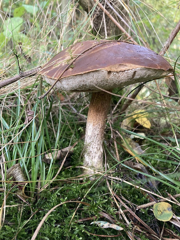 kozák brezový Leccinum scabrum (Bull.) Gray