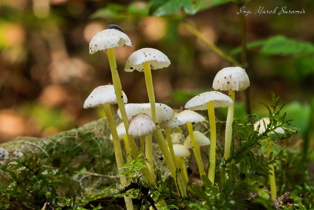 prilbička slizká Mycena epipterygia (Scop.) Gray