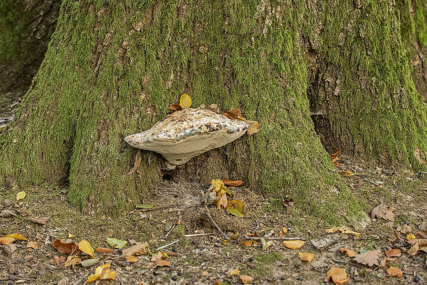 ryšavec slziaci Pseudoinonotus dryadeus (Pers.) T. Wagner & M. Fisch.