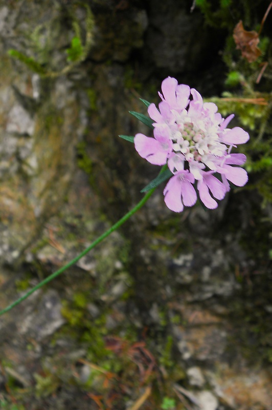 hlaváč lesklý Scabiosa lucida Vill.