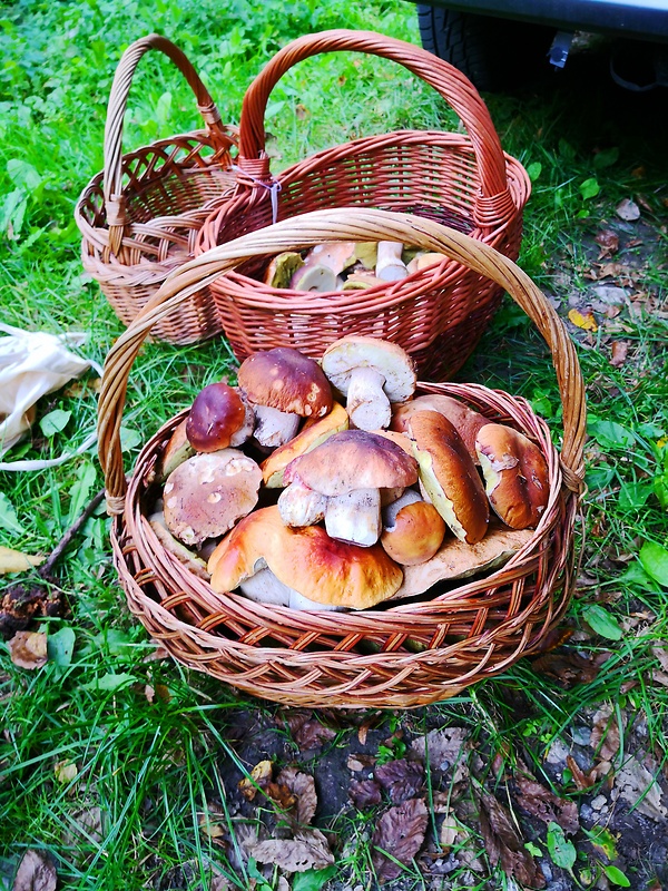 hríb dubový Boletus reticulatus Schaeff.