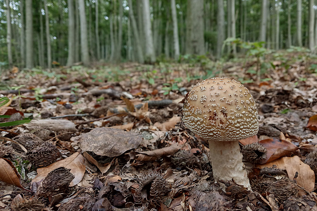 muchotrávka červenkastá Amanita rubescens Pers.