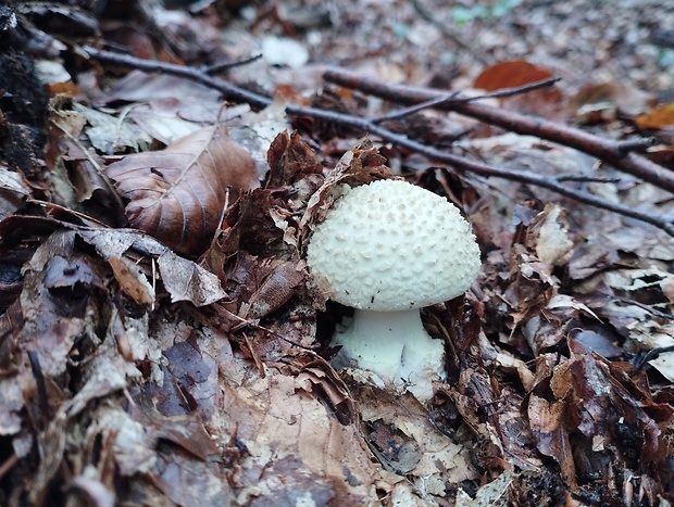 muchotrávka Amanita sp.