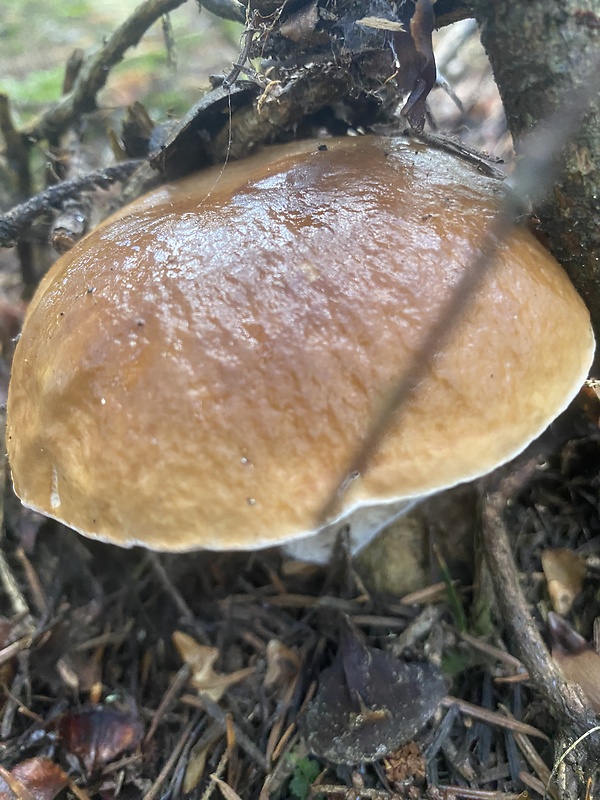 hríb smrekový Boletus edulis Bull.