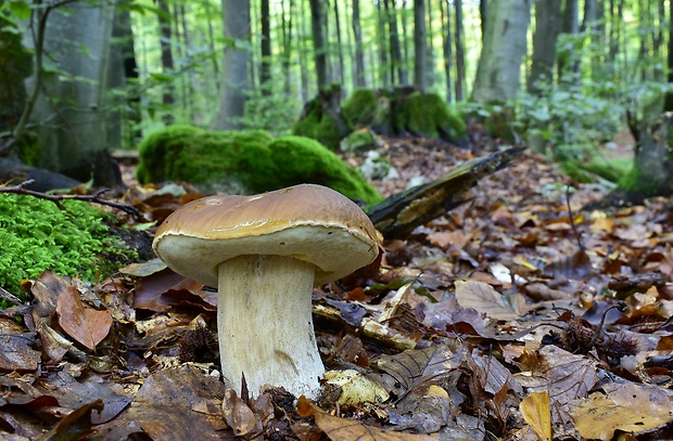 hríb smrekový Boletus edulis Bull.