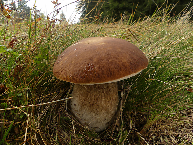 hríb smrekový Boletus edulis Bull.