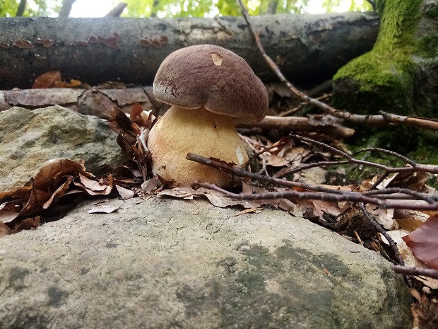 hríb sosnový Boletus pinophilus Pil. et Dermek in Pil.