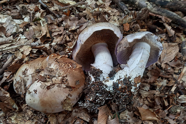 pavučinovec Cortinarius sp.