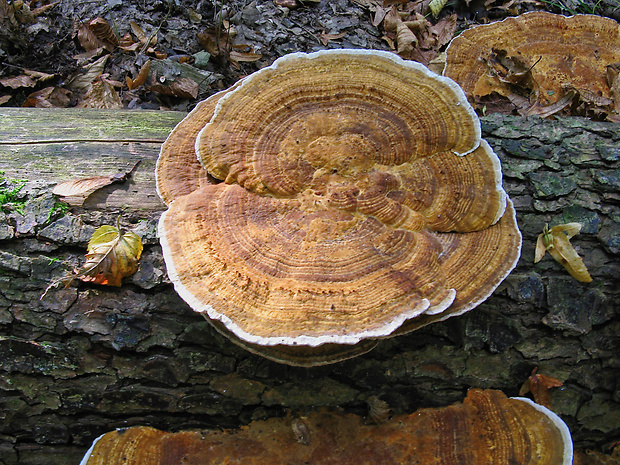 sieťkovček červenkastý Daedaleopsis confragosa (Bolton) J. Schröt.