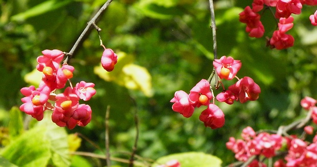 bršlen európsky Euonymus europaeus L.