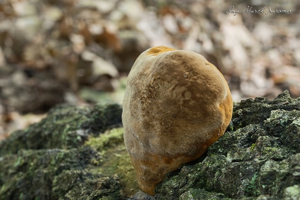 ohňovec mohutný Fomitiporia robusta (P. Karst.) Fiasson & Niemelä