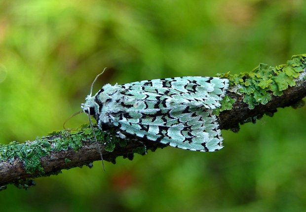 mora zelenkavá Griposia aprilina