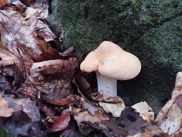 jelenka poprehýbaná Hydnum repandum L.