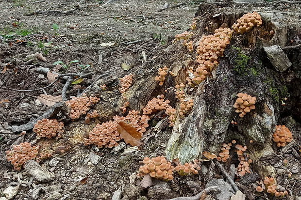 strapcovka tehlovočervená Hypholoma lateritium (Schaeff.) P. Kumm.