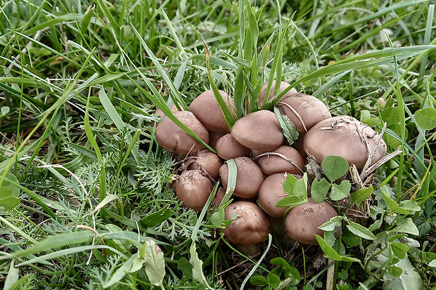 strmulec parkový ? Lyophyllum loricatum (Fr.) Kühner ex Kalamees