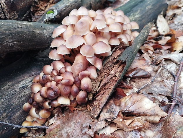 prilbička žltohlúbiková Mycena renati Quél.