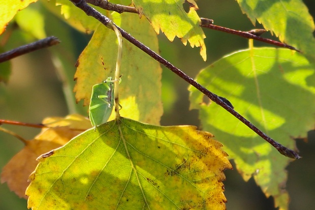 bzdocha   Nezara viridula