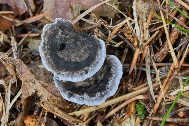 korkovec tmavý Phellodon melaleucus (Sw. ex Fr.) P. Karst.