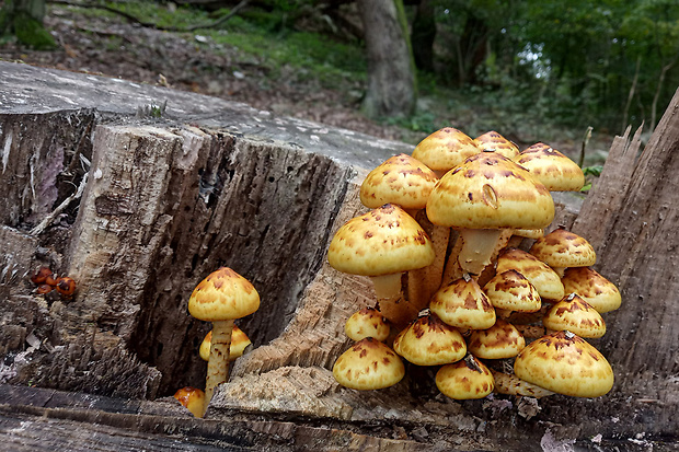 šupinovka slizká Pholiota adiposa (Batsch) P. Kumm.