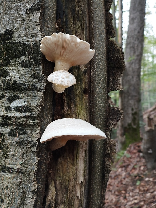 hliva dubová Pleurotus dryinus (Pers.) P. Kumm.