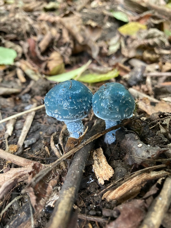 golierovka zelenomodrá Stropharia caerulea Kreisel