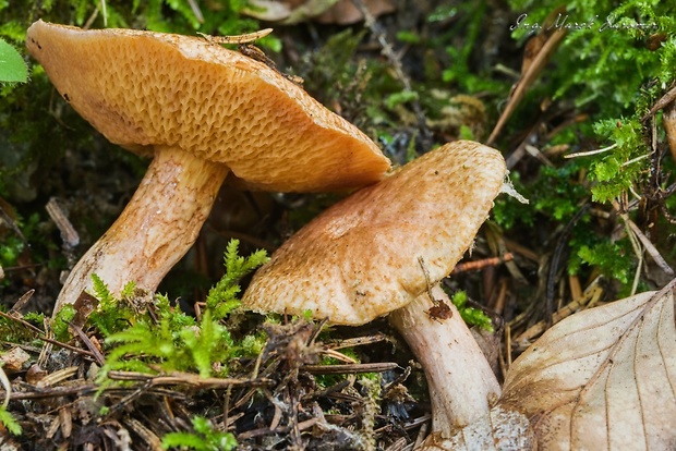 masliak tridentský Suillus tridentinus (Bres.) Singer