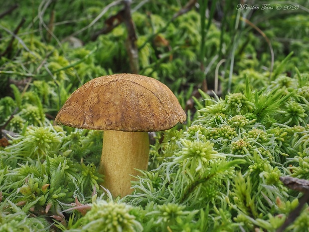 masliak strakatý Suillus variegatus (Sw.) Kuntze