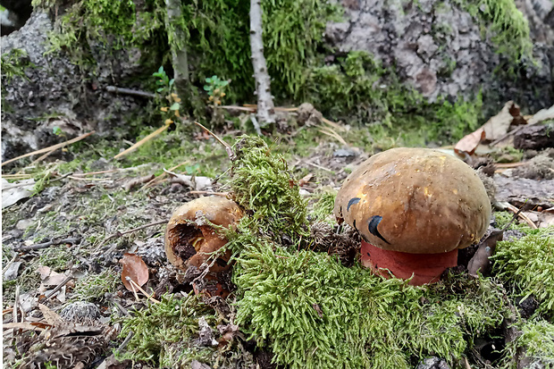 hríb zrnitohlúbikový Sutorius luridiformis (Rostk.) G. Wu & Zhu L. Yang