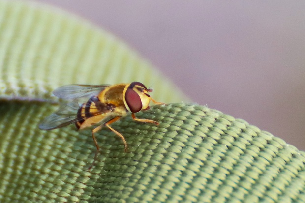 pestrica ríbezľová ♀ Syrphus ribesii (Linnaeus, 1758)